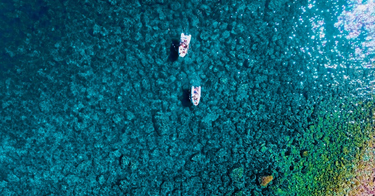 explorez la beauté incroyable des récifs coralliens, des écosystèmes marins essentiels qui abritent une biodiversité riche. découvrez leur importance, les menaces qu'ils subissent et les efforts de conservation pour protéger ces merveilles des océans.