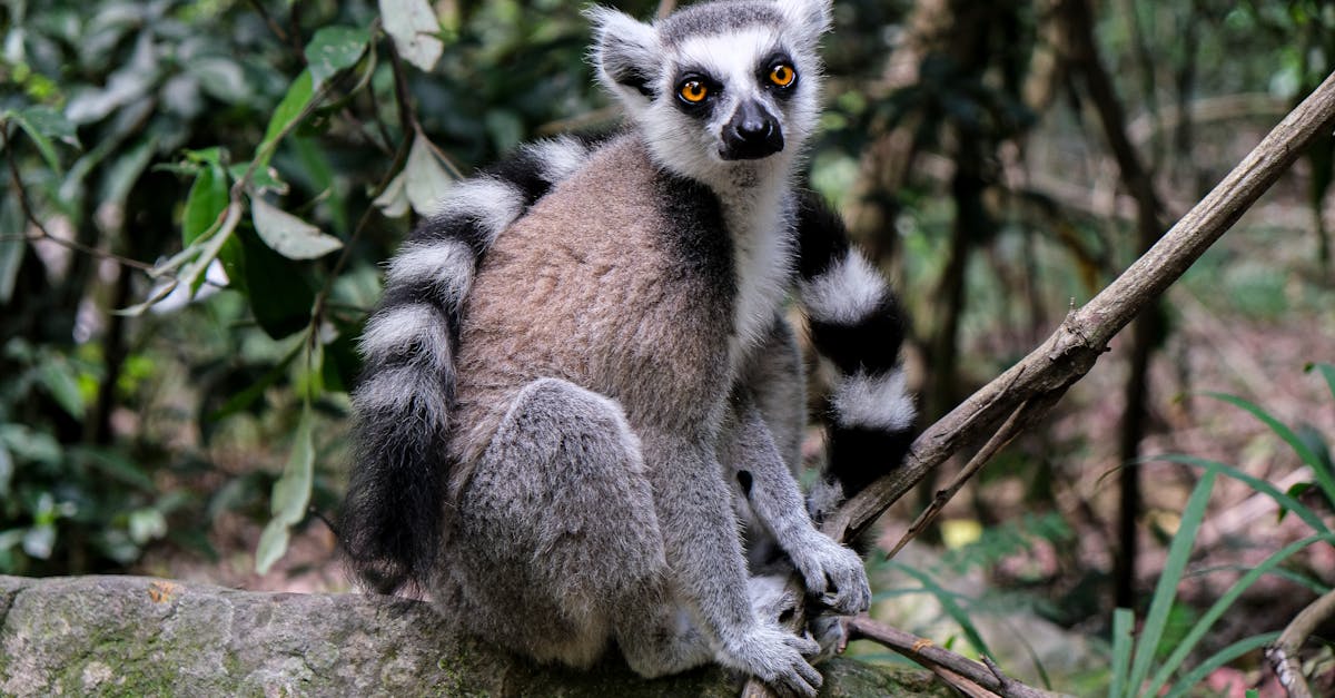 يوتز: جمعية Help4Mada هي هدية للأطفال في مدغشقر